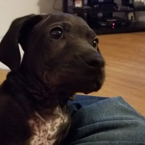 Meet your Posher, Max